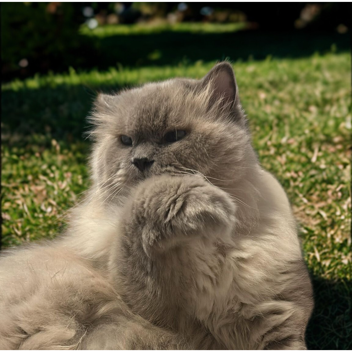 Cat Treats